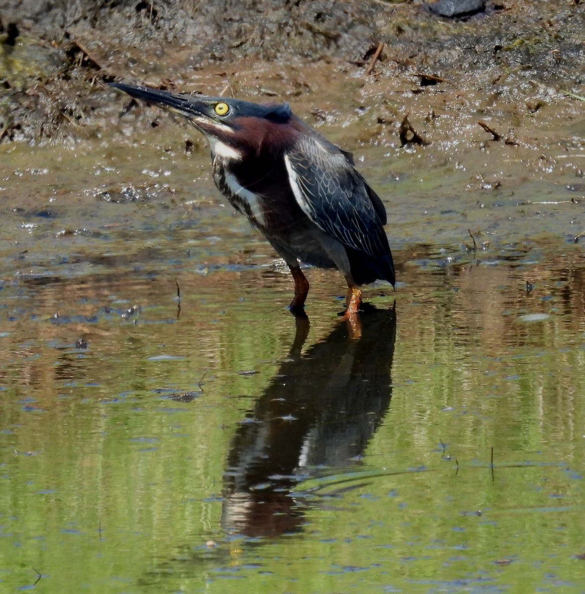 Green Heron - ML620714804