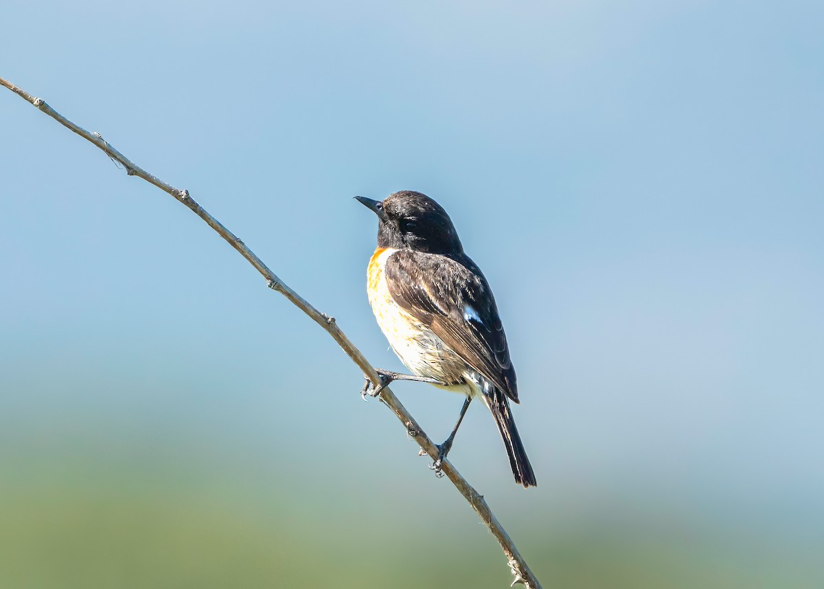 European Stonechat - ML620714805