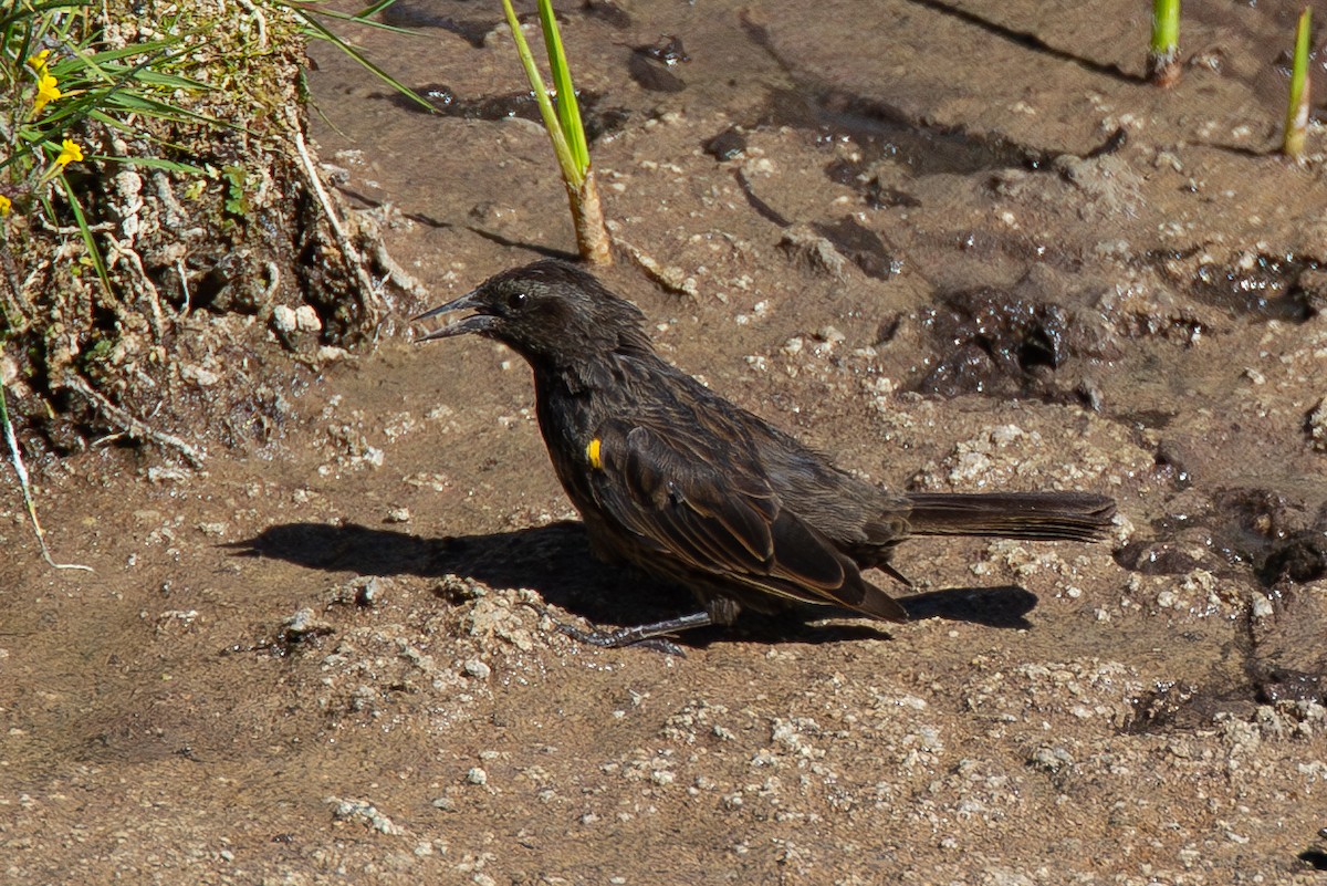 Yellow-winged Blackbird - ML620714806