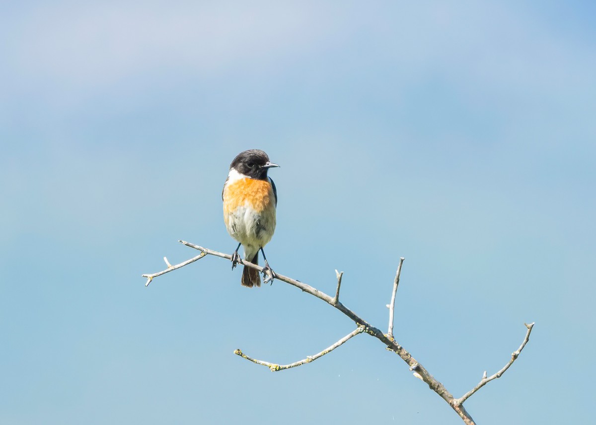 European Stonechat - ML620714807