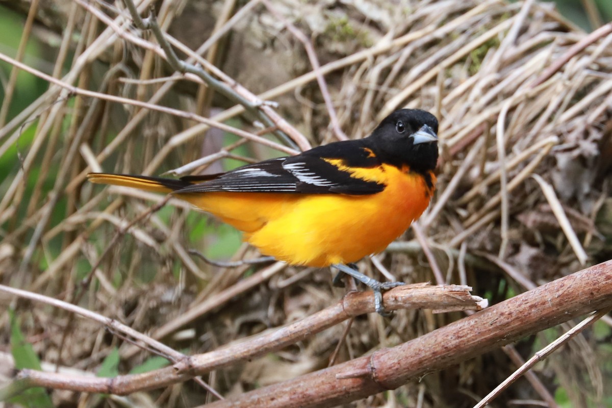 Baltimore Oriole - Debra Rittelmann