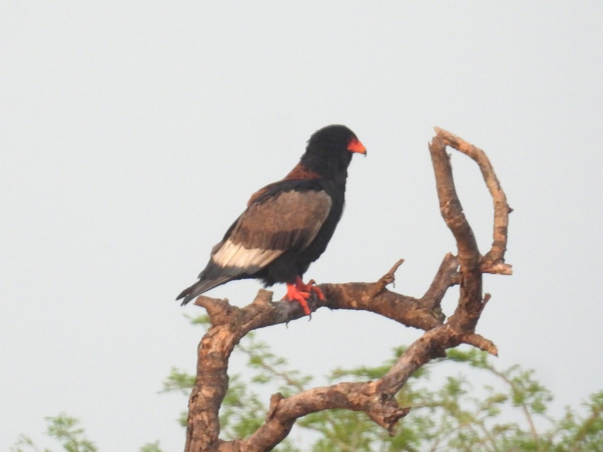 Bateleur des savanes - ML620714815