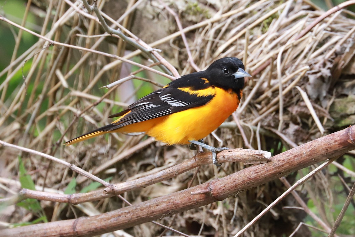 Baltimore Oriole - ML620714816