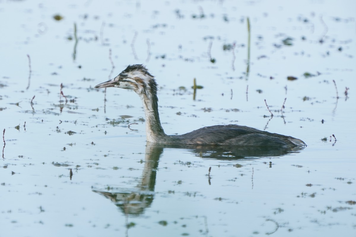 Great Crested Grebe - ML620714817