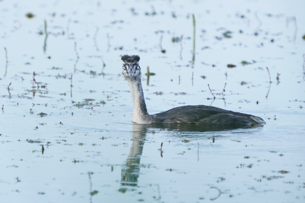 Great Crested Grebe - ML620714818