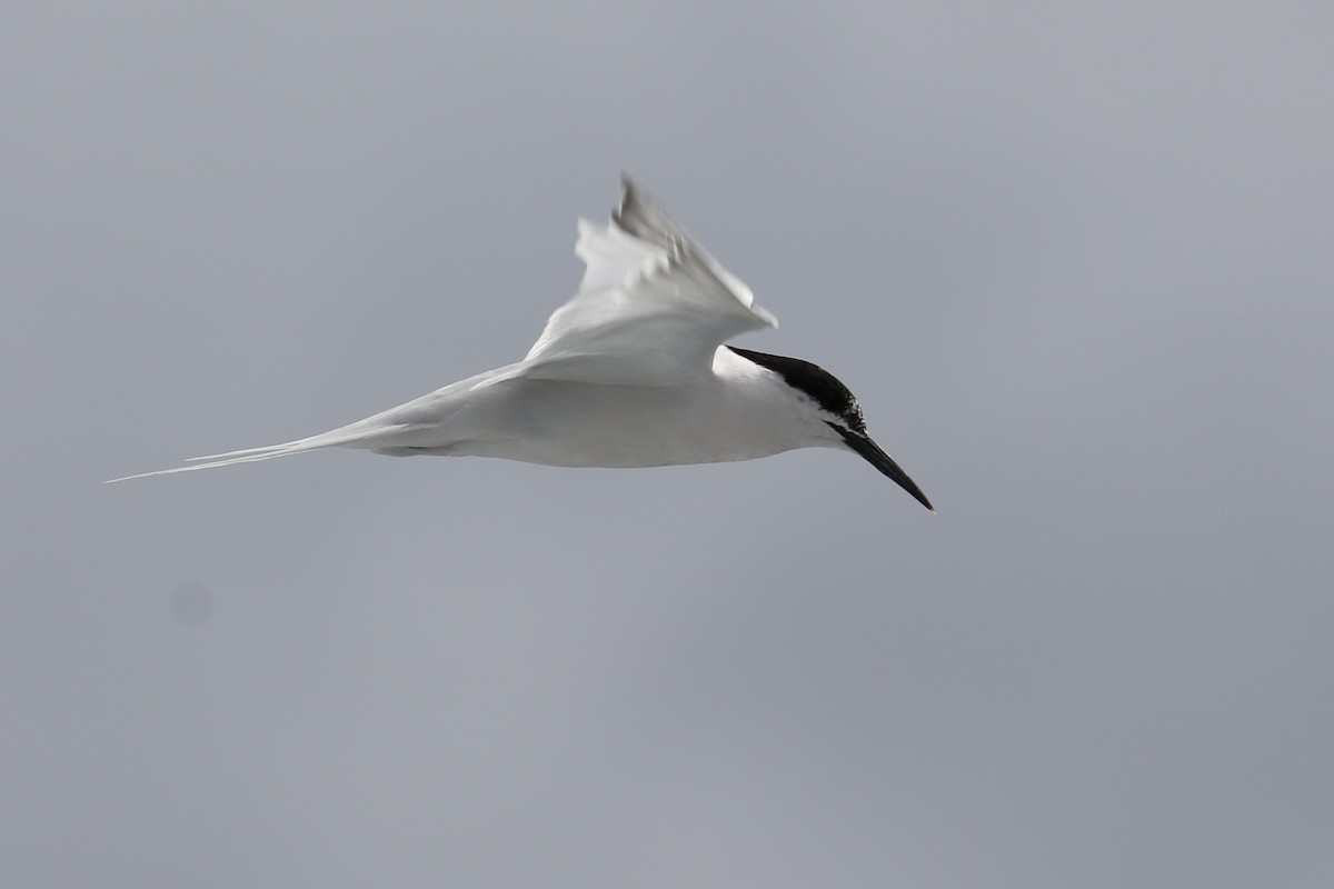 Roseate Tern - ML620714820