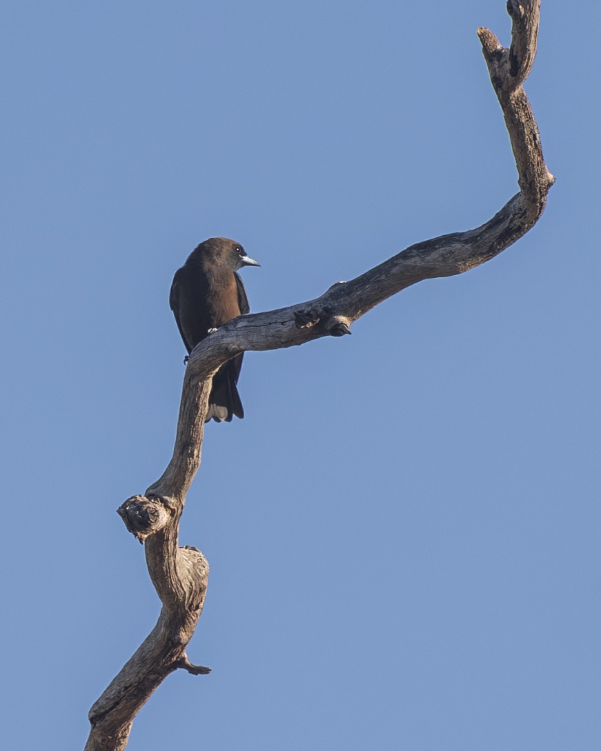 Little Woodswallow - ML620714821