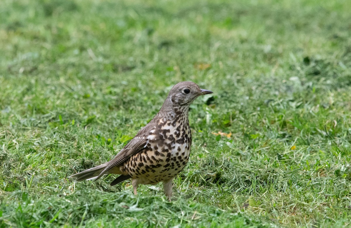 Mistle Thrush - Anthony Vanderheyden