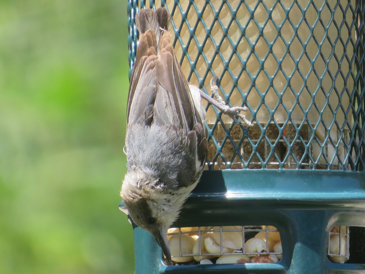 Pygmy Nuthatch - Aidan Sinha