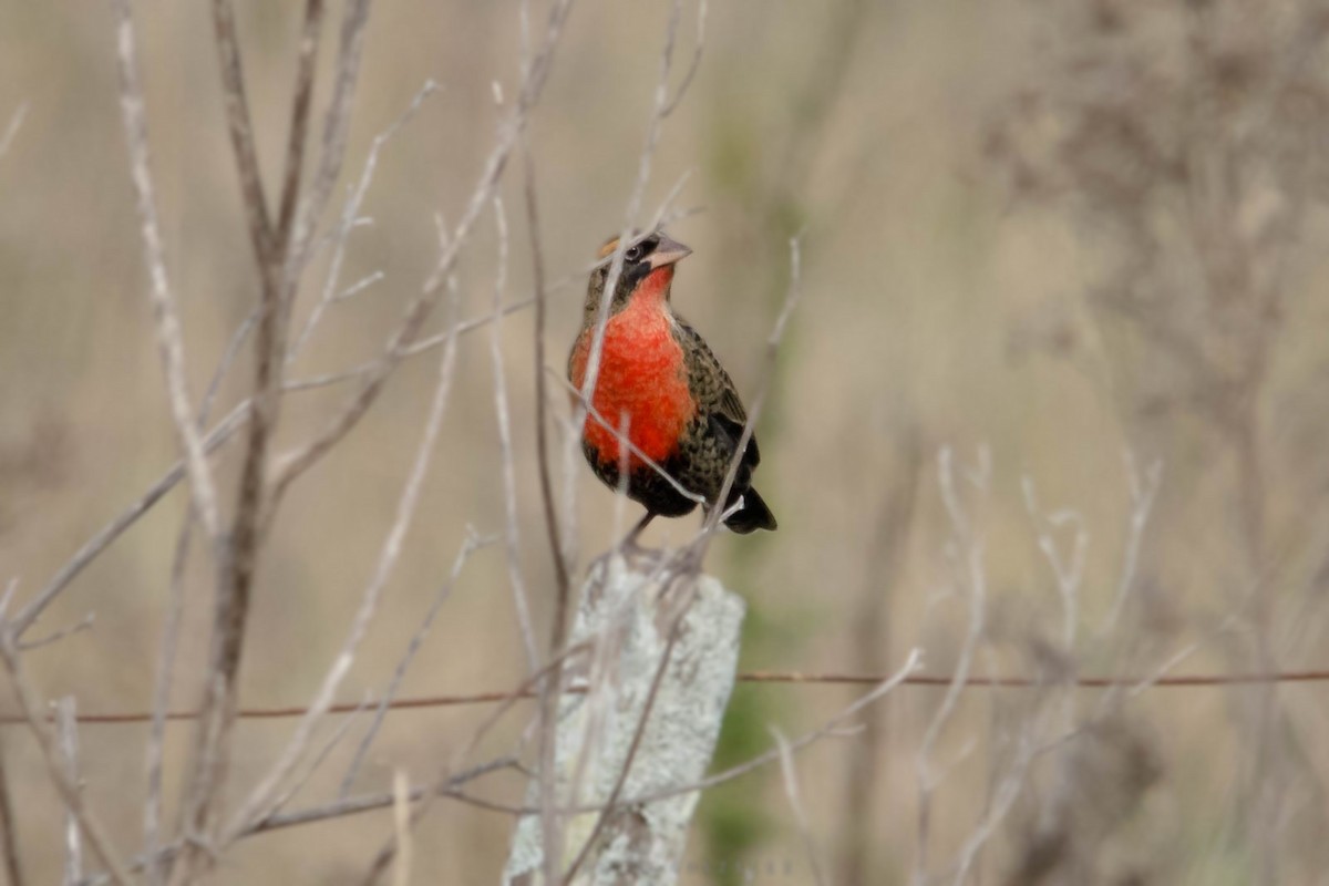 White-browed Meadowlark - ML620714827