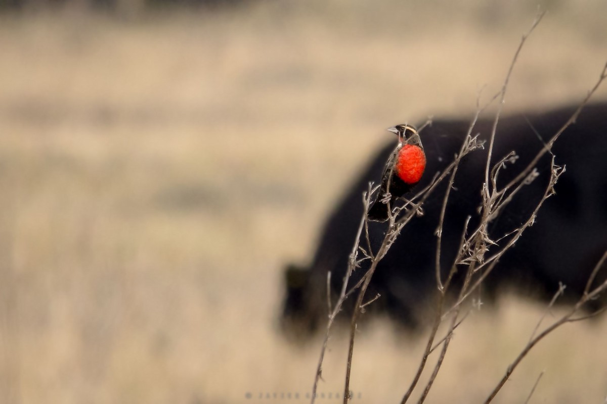 White-browed Meadowlark - ML620714828