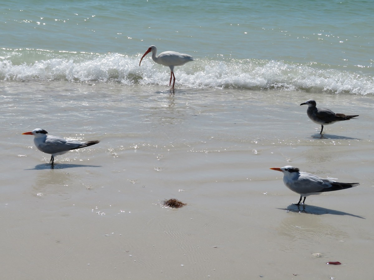 White Ibis - ML620714829