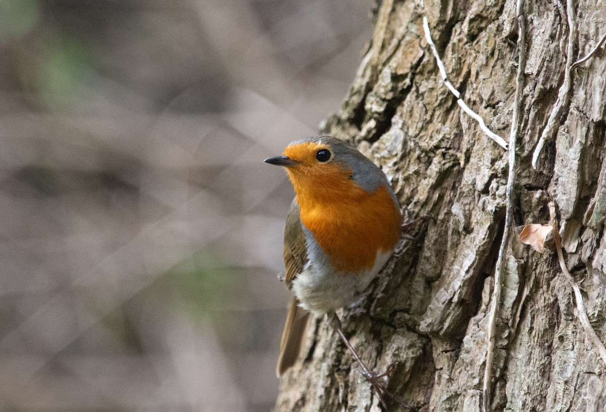 European Robin - ML620714830