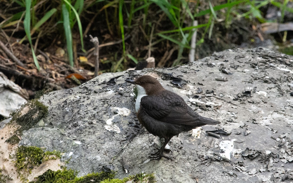 White-throated Dipper - ML620714833