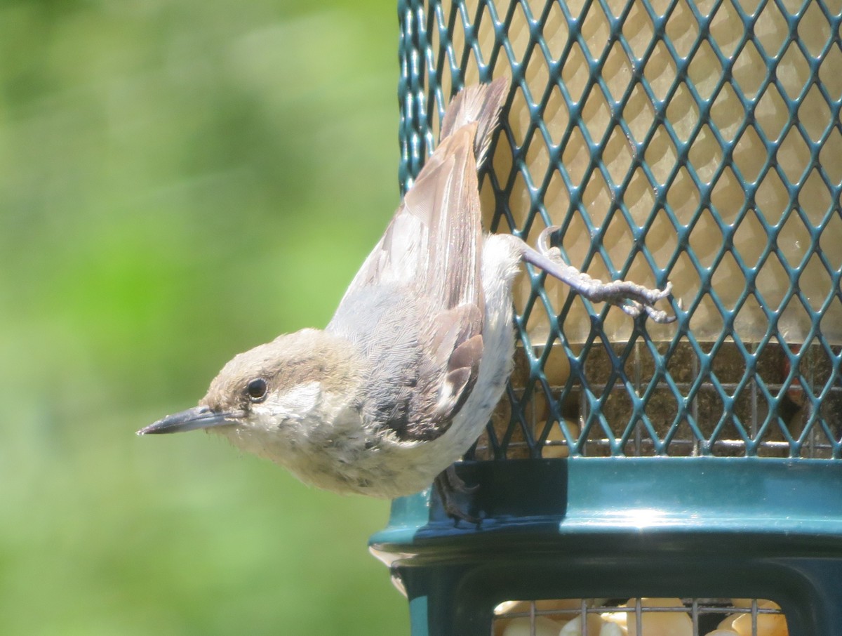 Pygmy Nuthatch - Aidan Sinha