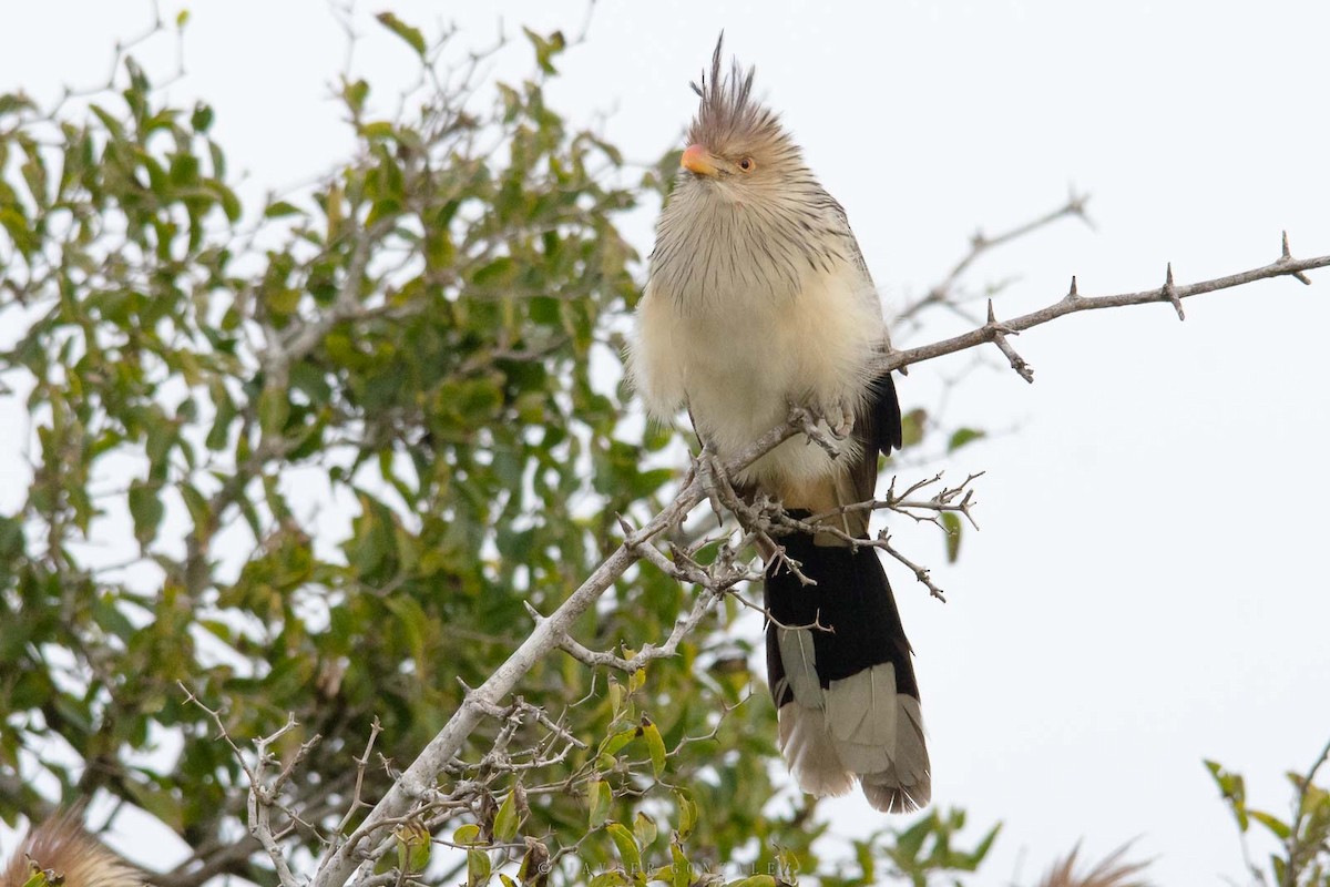 Guira Cuckoo - Javier González