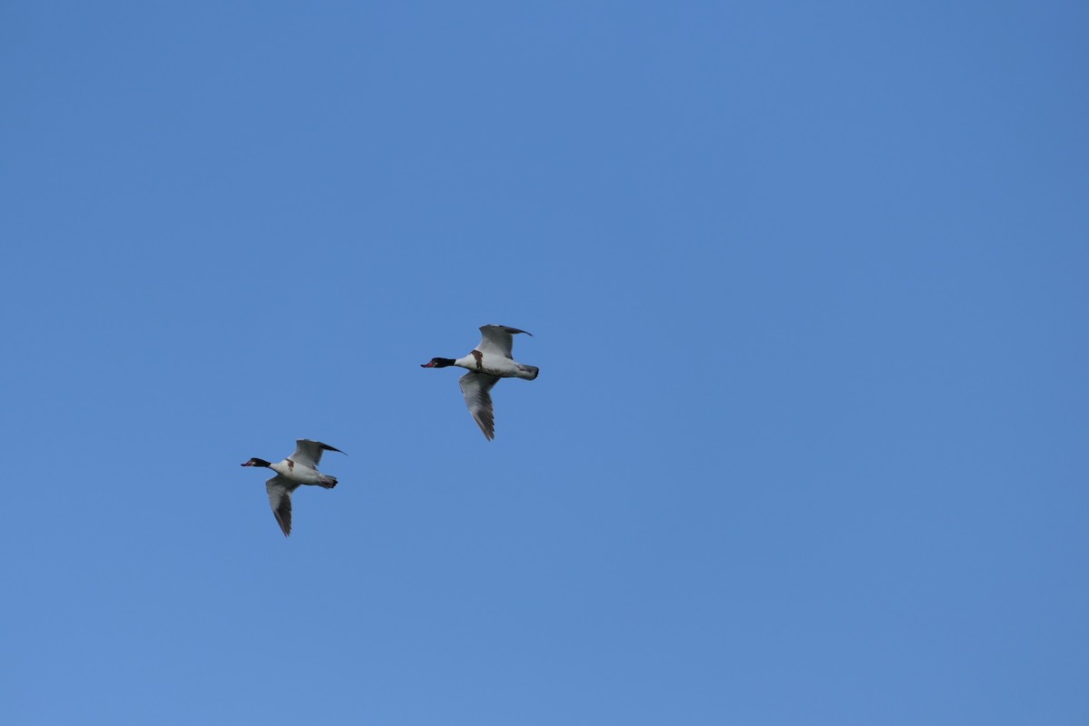 Common Shelduck - ML620714844