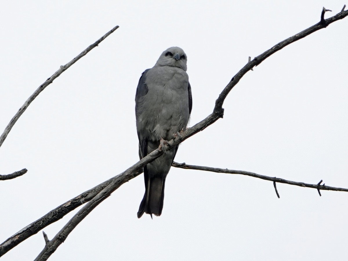 Mississippi Kite - ML620714848