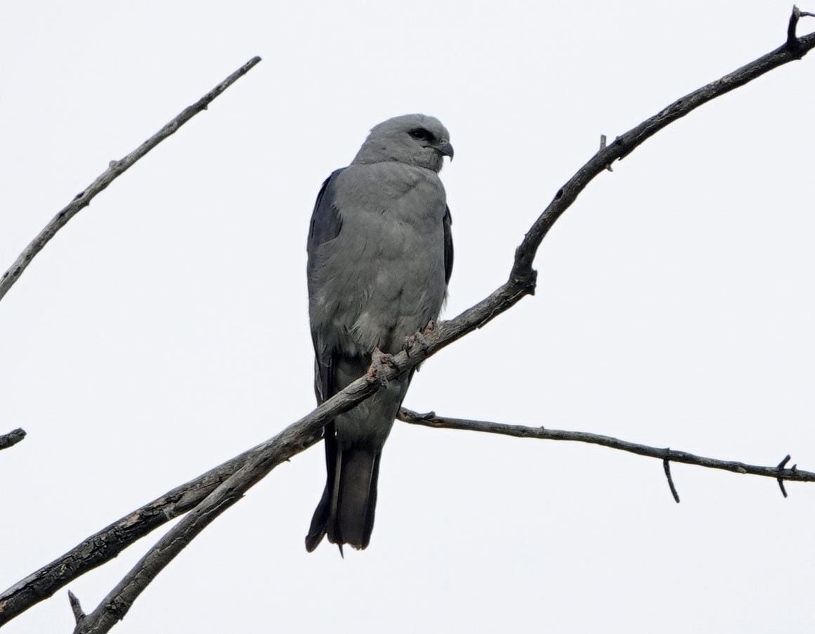 Mississippi Kite - ML620714849