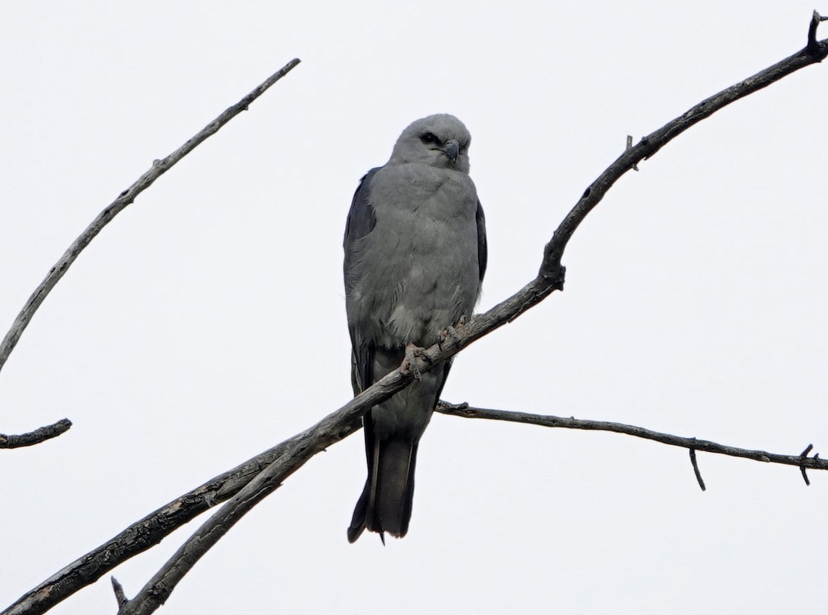 Mississippi Kite - ML620714850