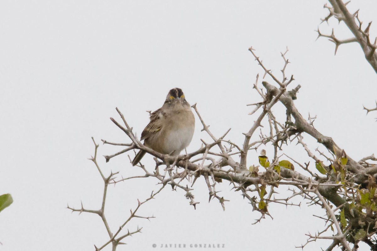 Grassland Sparrow - ML620714851