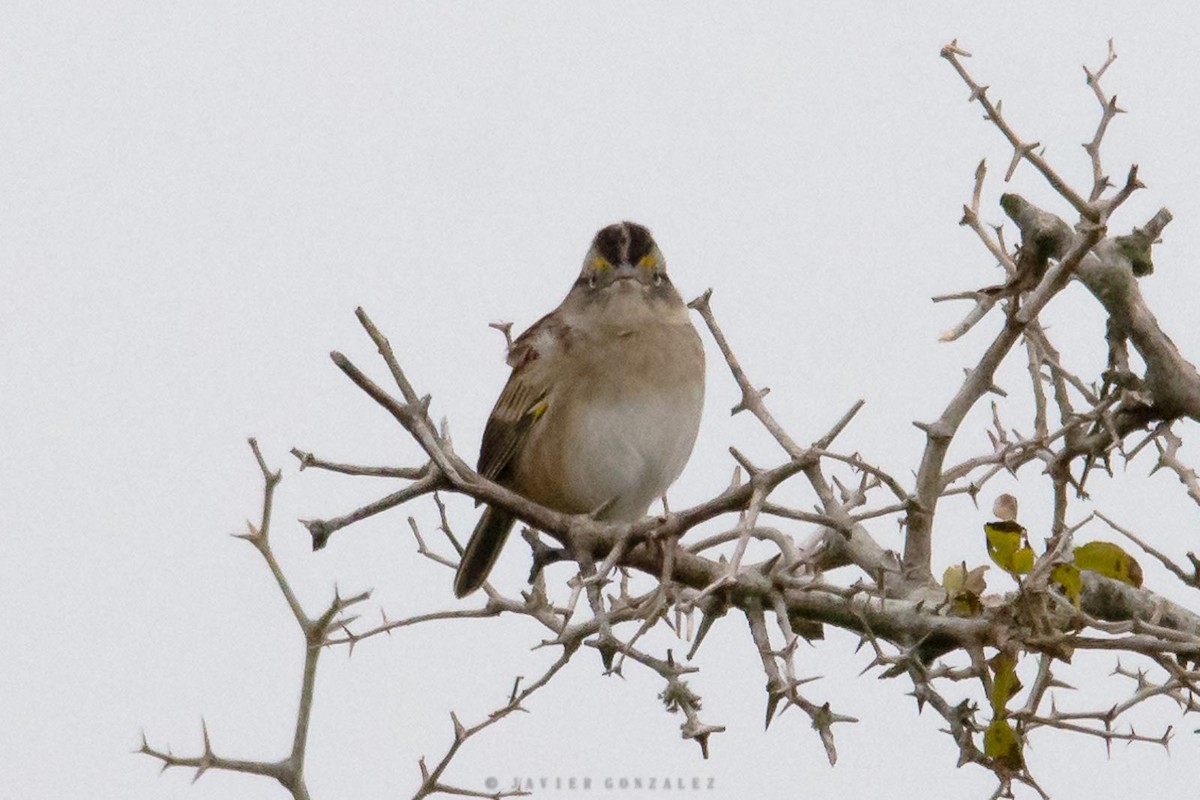 Grassland Sparrow - ML620714852