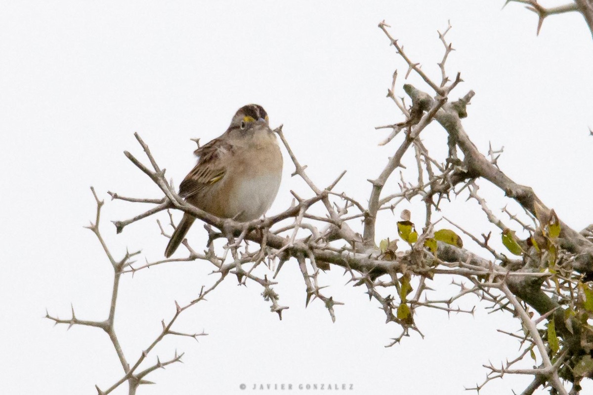 Grassland Sparrow - ML620714853