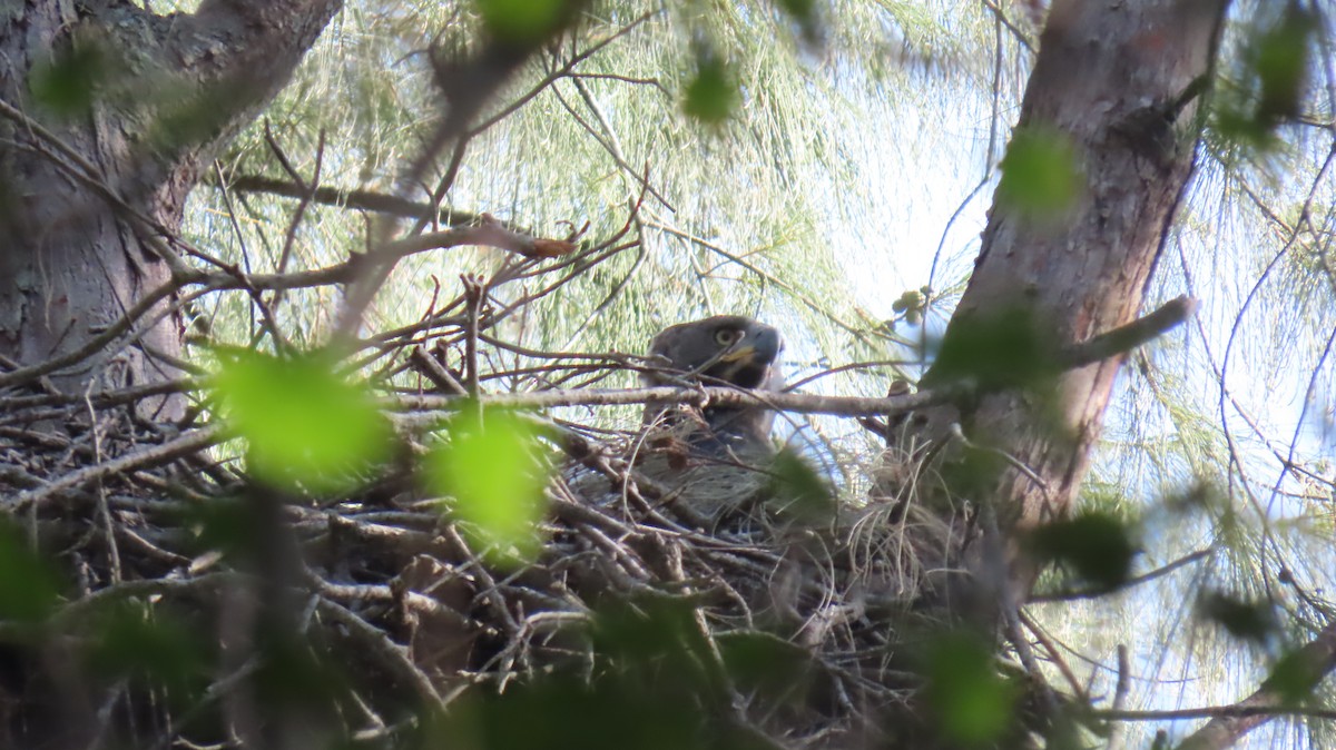 Crowned Eagle - ML620714854