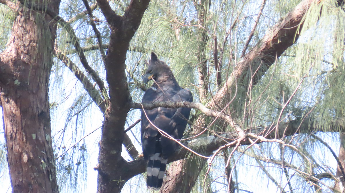 Crowned Eagle - ML620714856