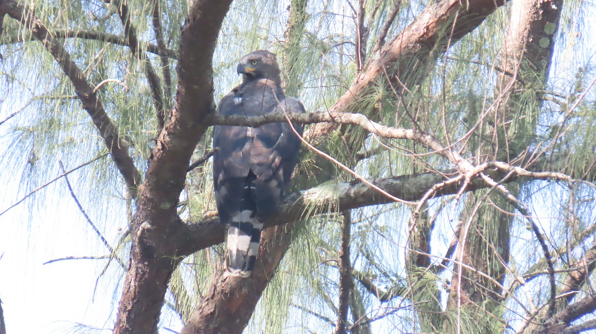 Crowned Eagle - ML620714857