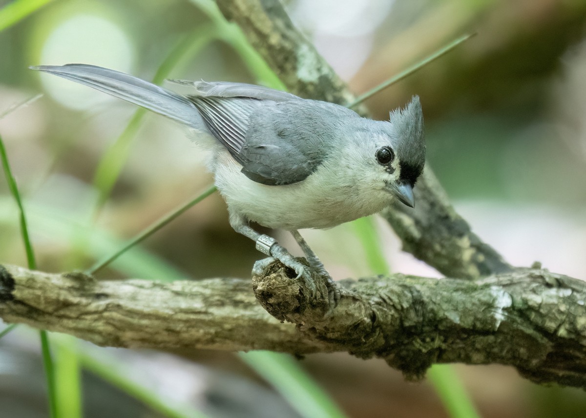 Tufted Titmouse - ML620714859