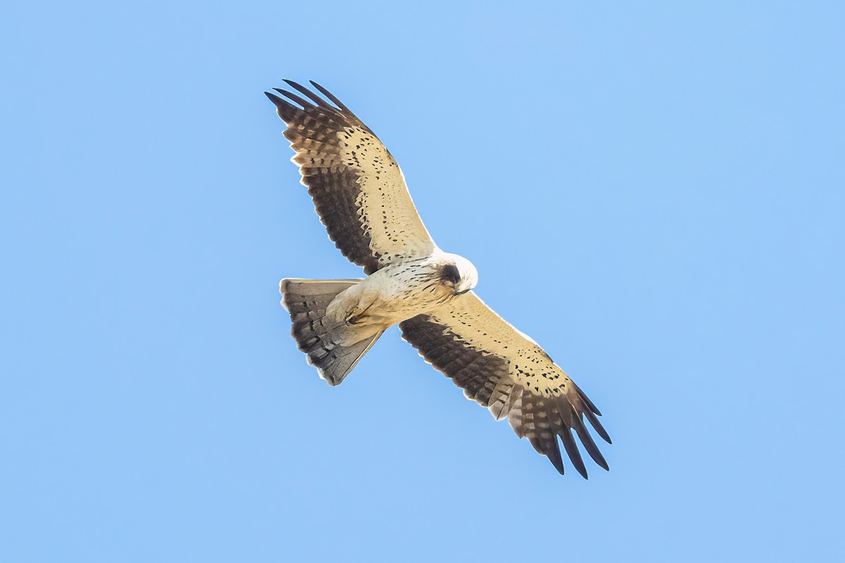 Águila Calzada - ML620714863