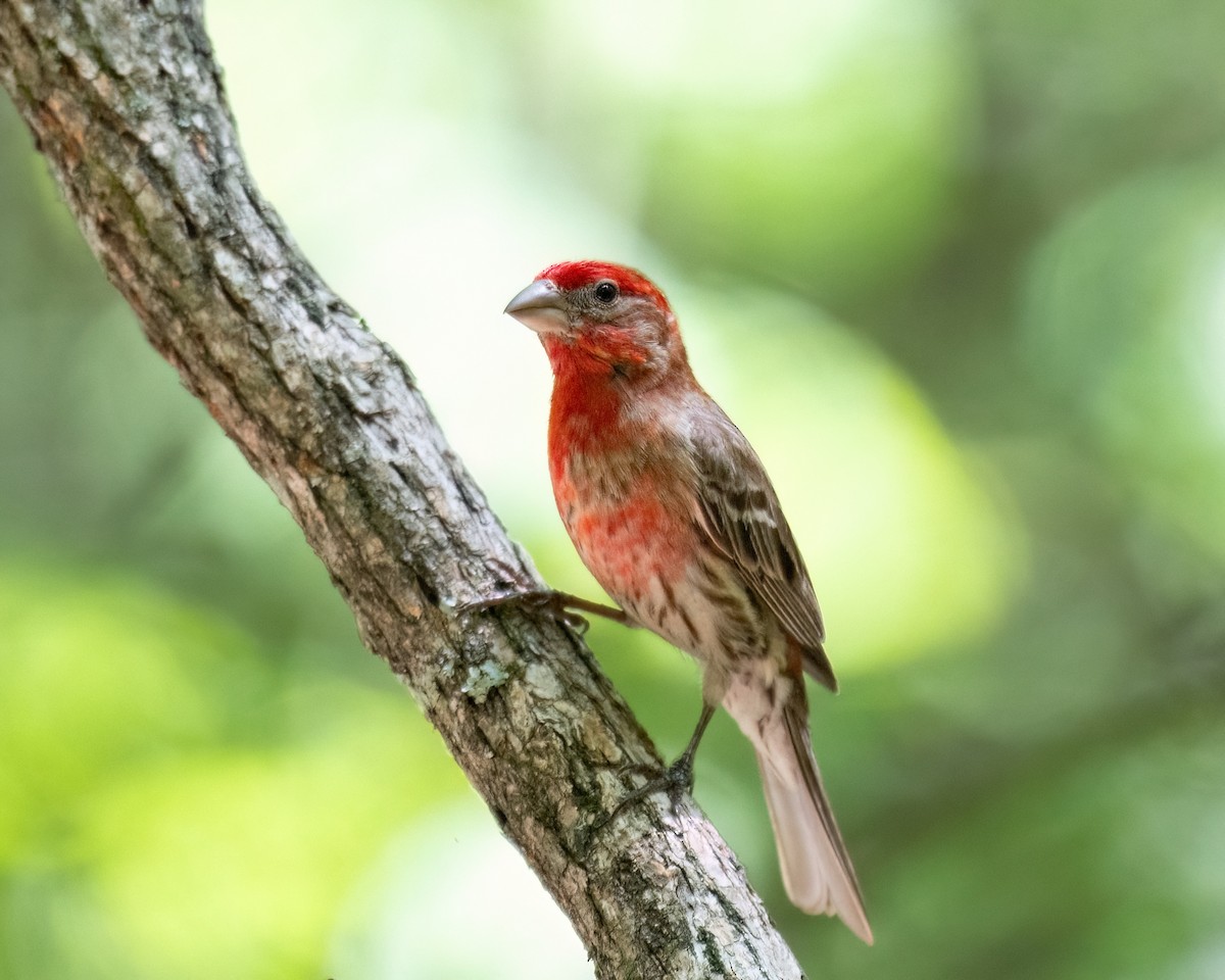 House Finch - ML620714864