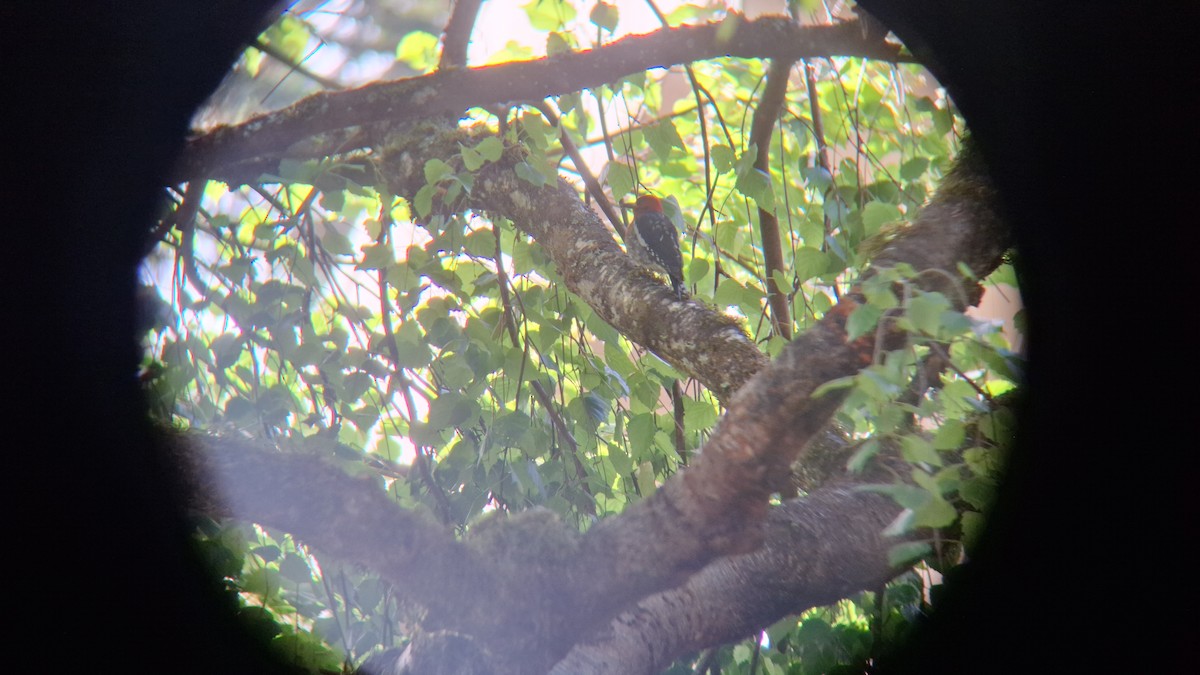 Red-breasted Sapsucker - david featherbird