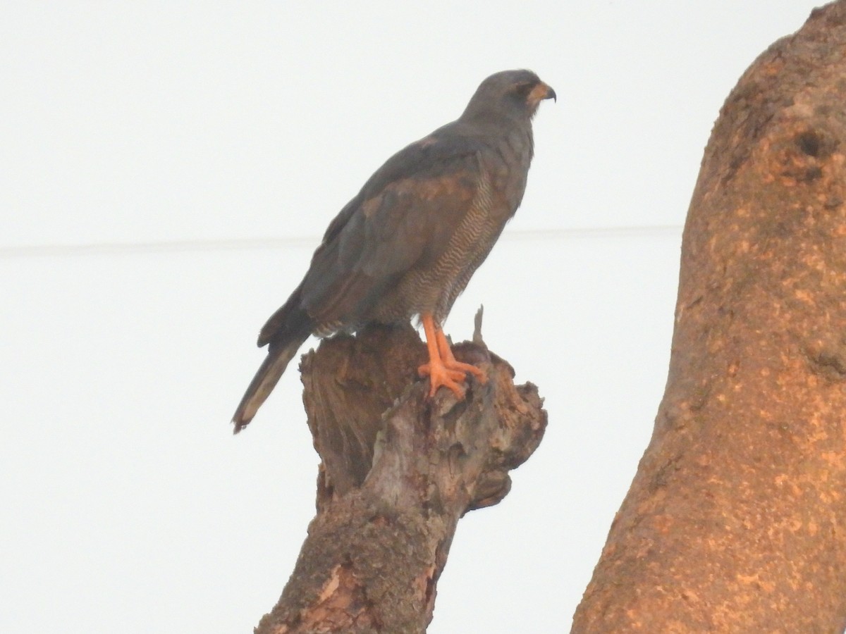 Dark Chanting-Goshawk - ML620714870