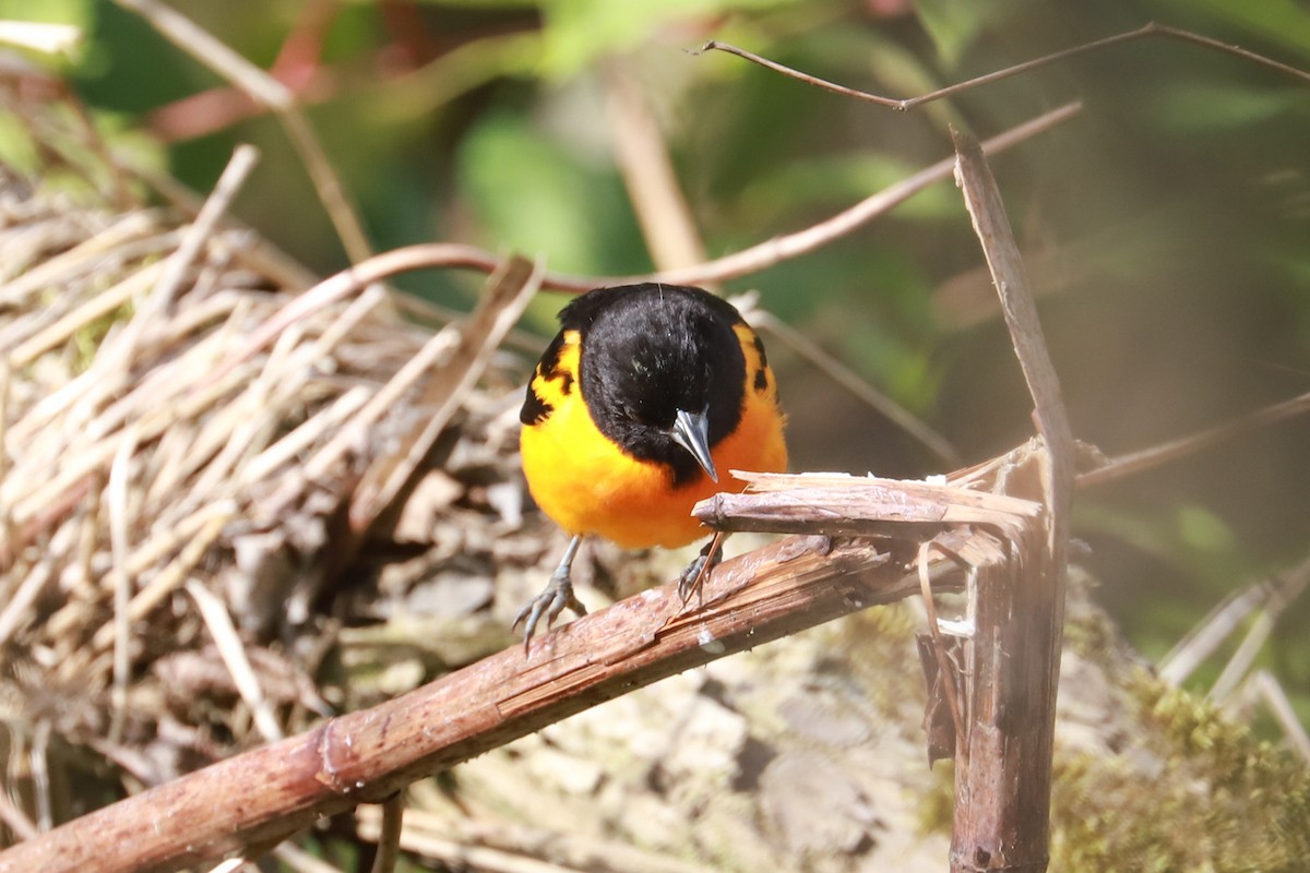 Oriole de Baltimore - ML620714873