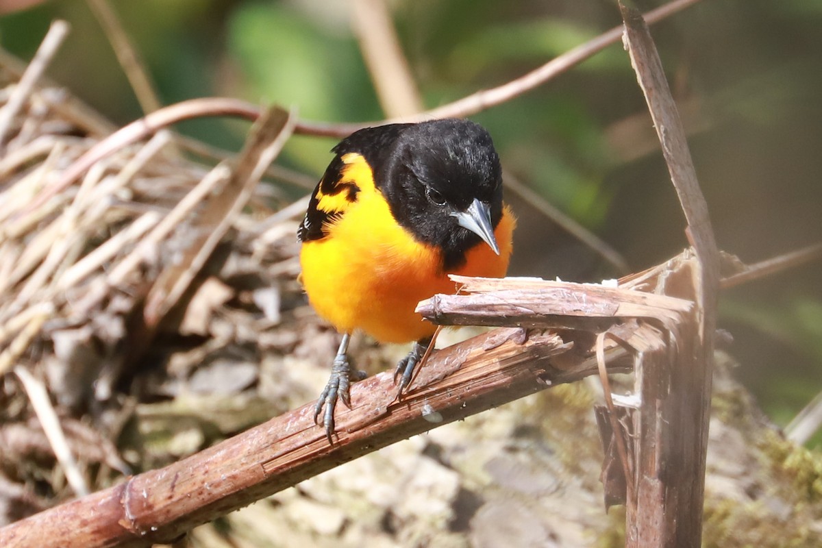 Baltimore Oriole - ML620714874