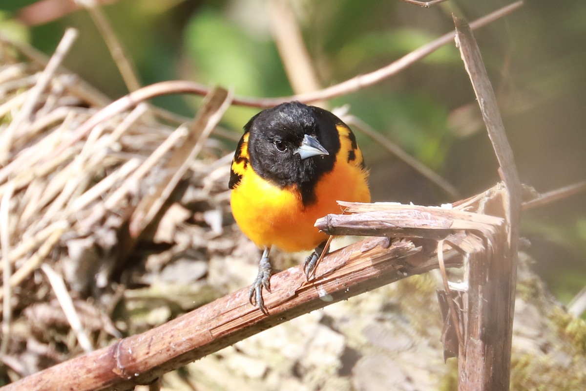 Baltimore Oriole - ML620714875