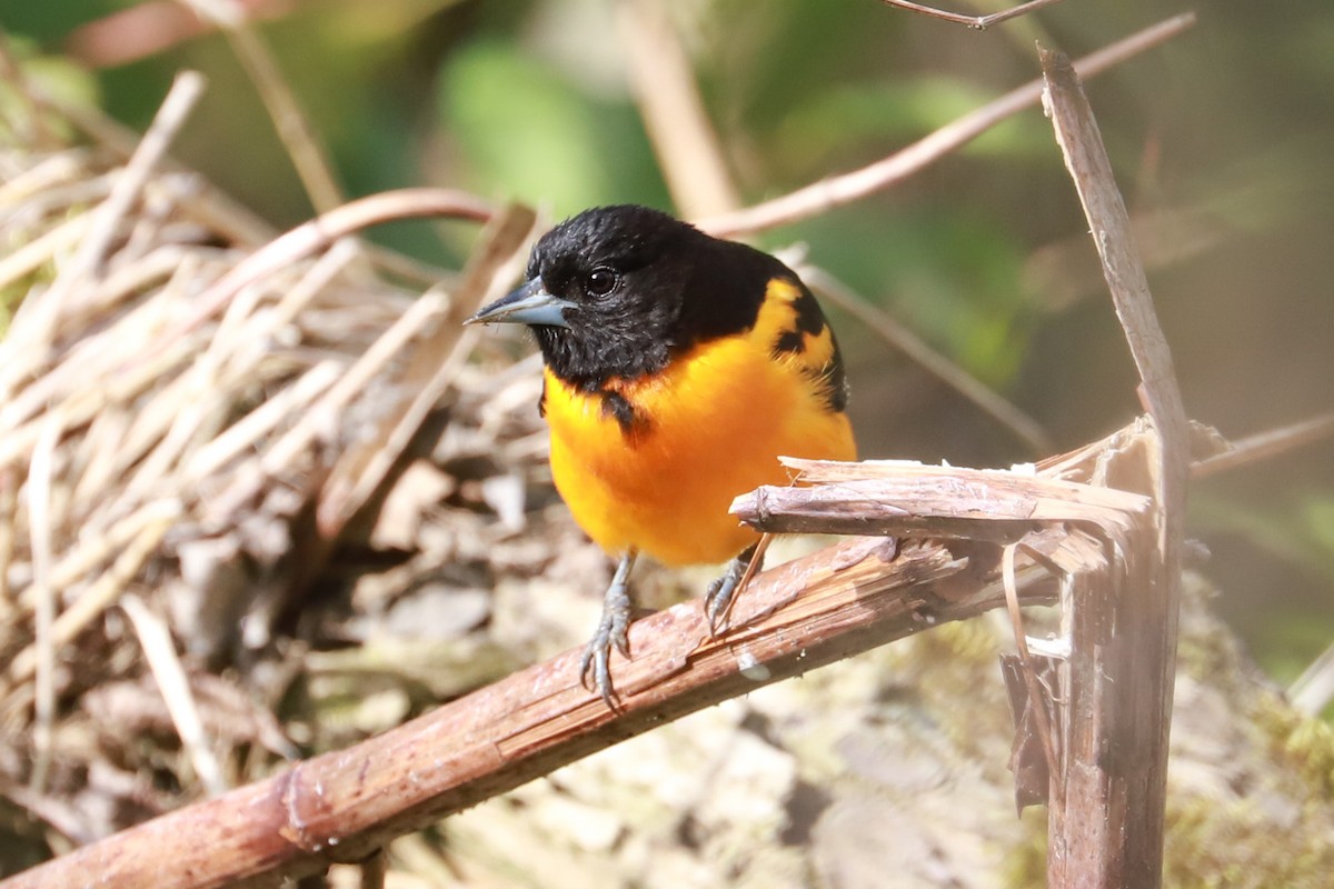 Baltimore Oriole - ML620714876