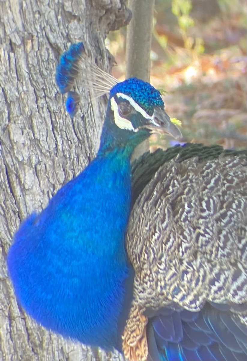 Indian Peafowl (Domestic type) - ML620714877