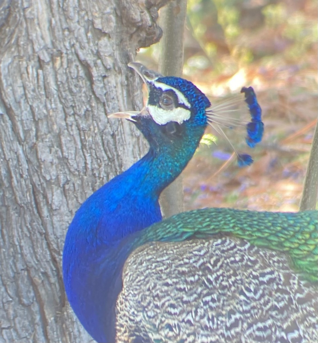 Indian Peafowl (Domestic type) - ML620714878