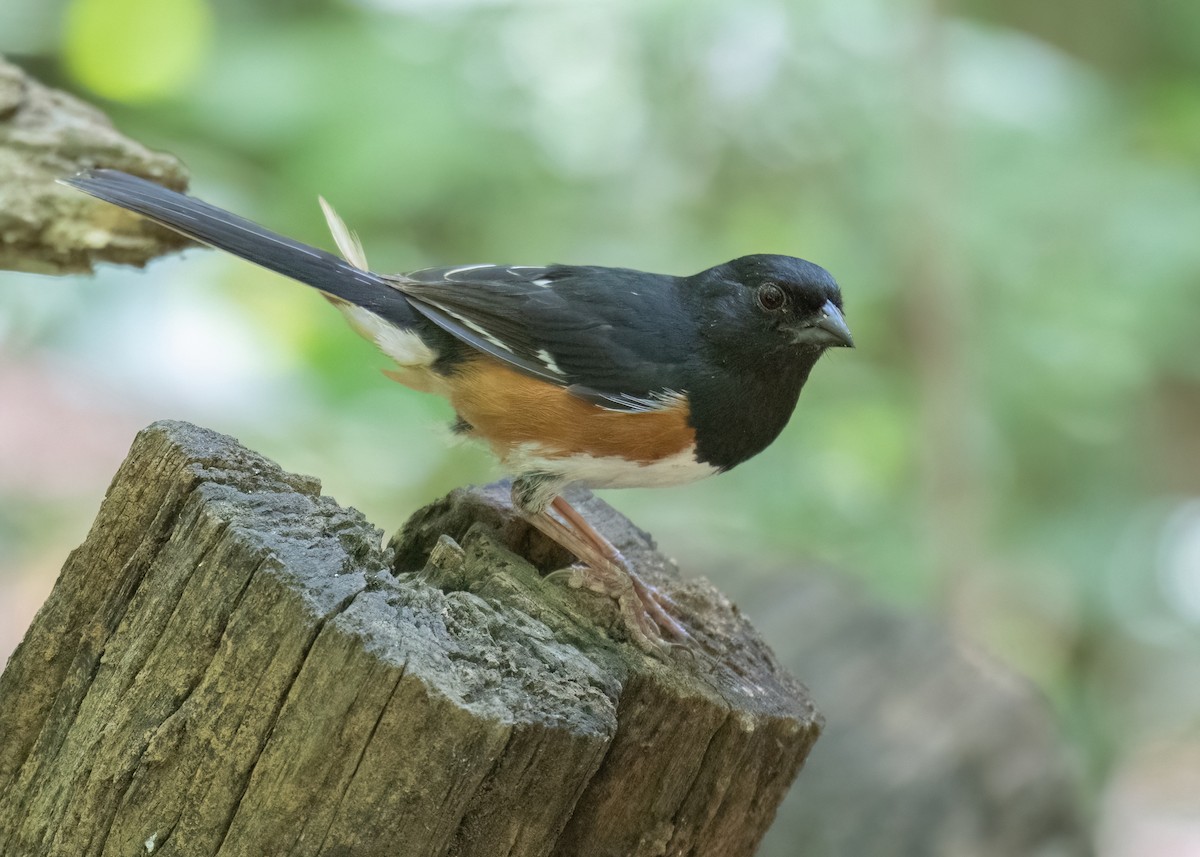 Eastern Towhee - ML620714879