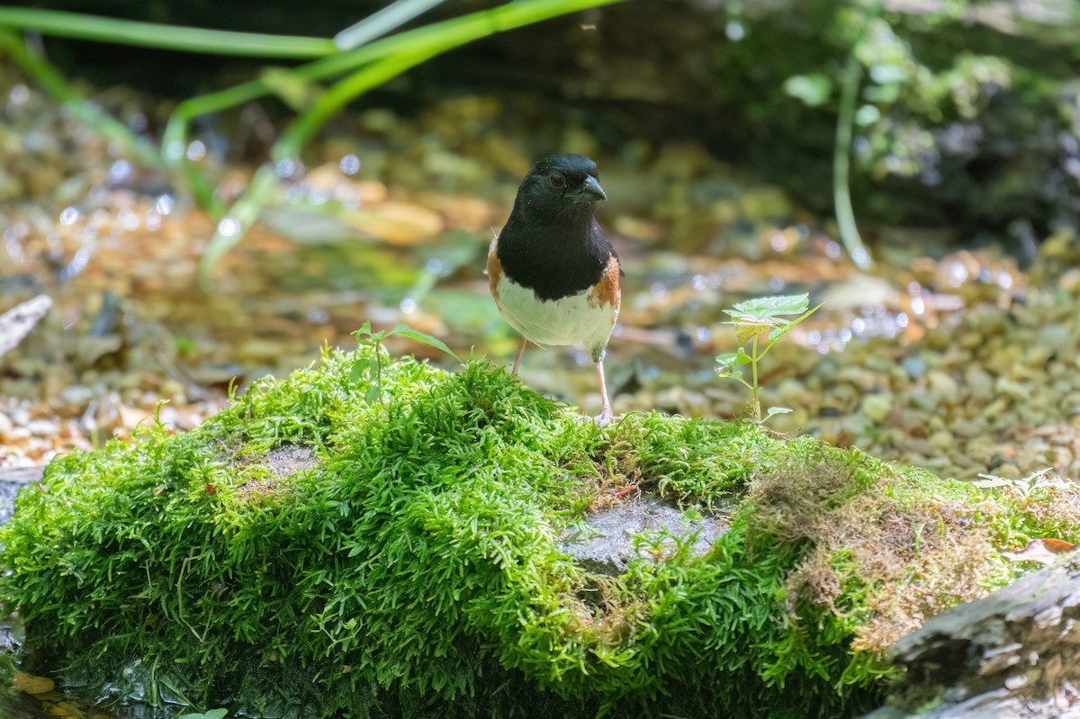 Eastern Towhee - ML620714880