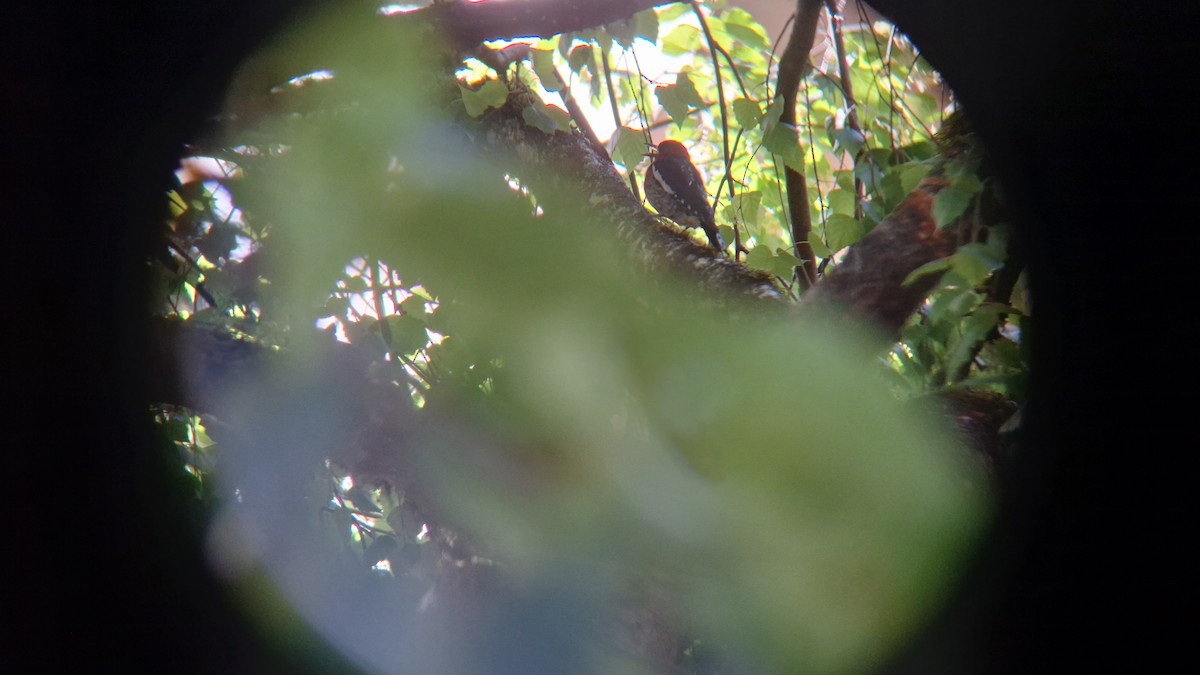 Red-breasted Sapsucker - ML620714882