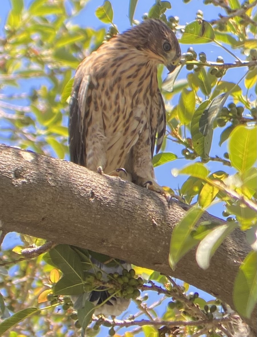 Cooper's Hawk - ML620714883