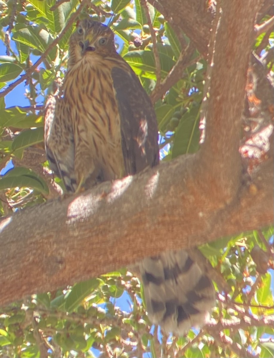 Cooper's Hawk - ML620714884