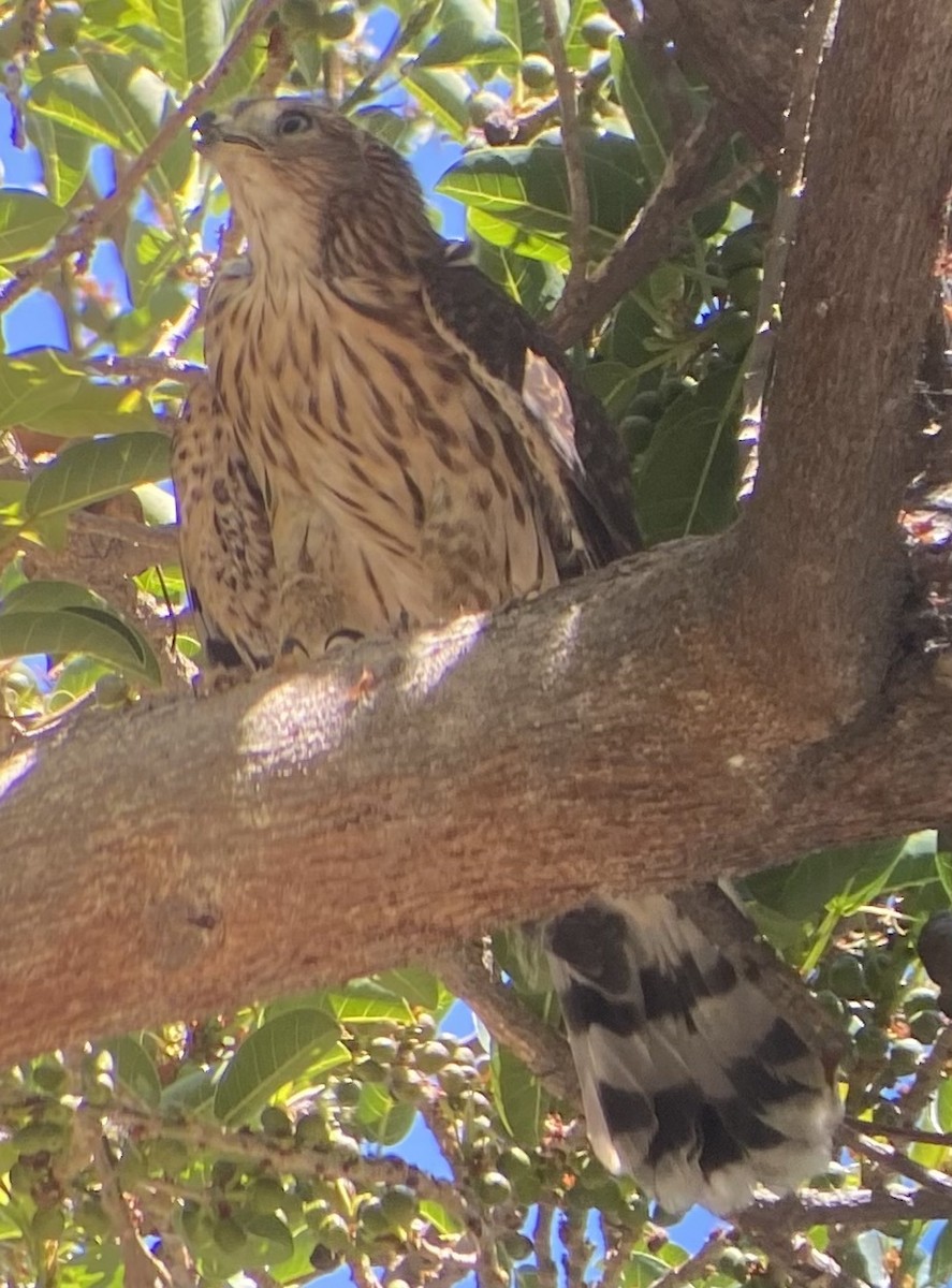 Cooper's Hawk - ML620714885