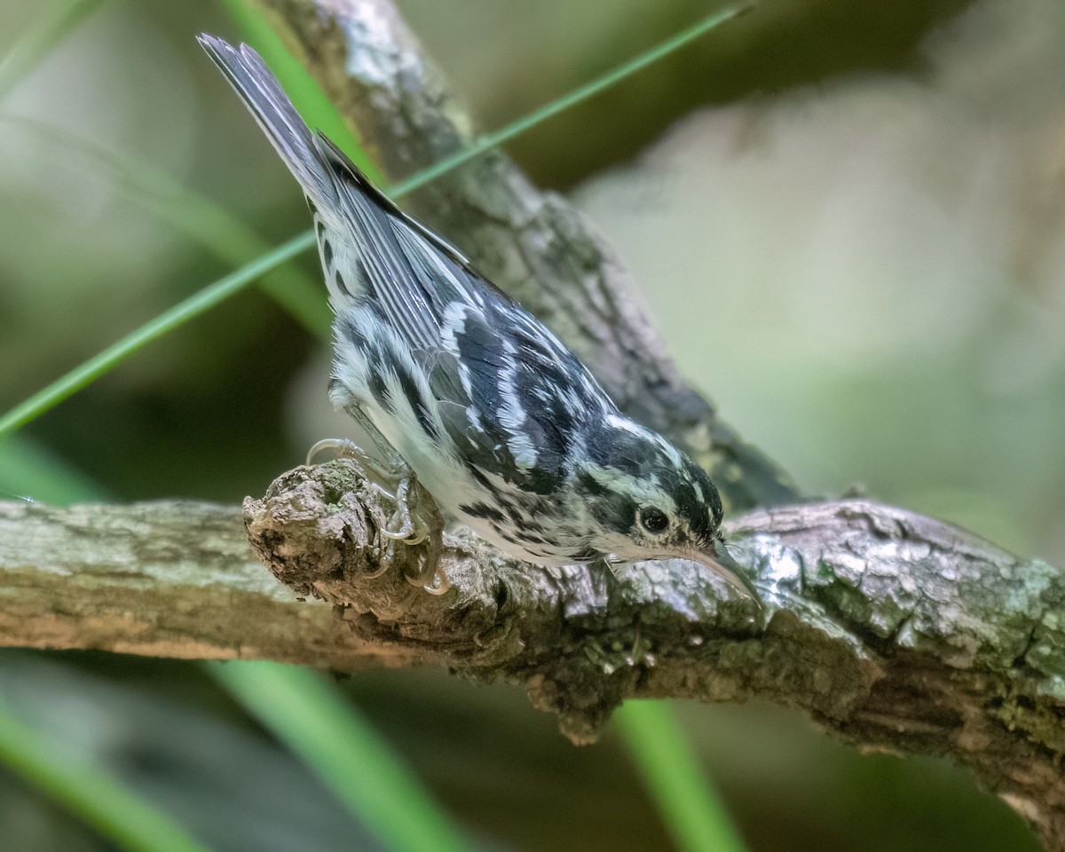 Black-and-white Warbler - ML620714887