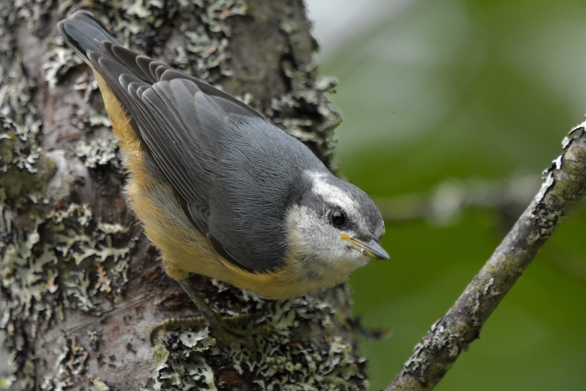 Red-breasted Nuthatch - ML620714890