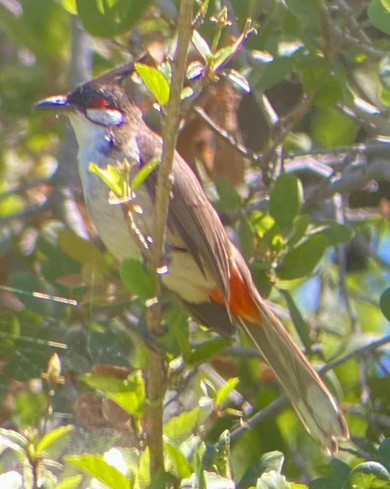 Red-whiskered Bulbul - ML620714891